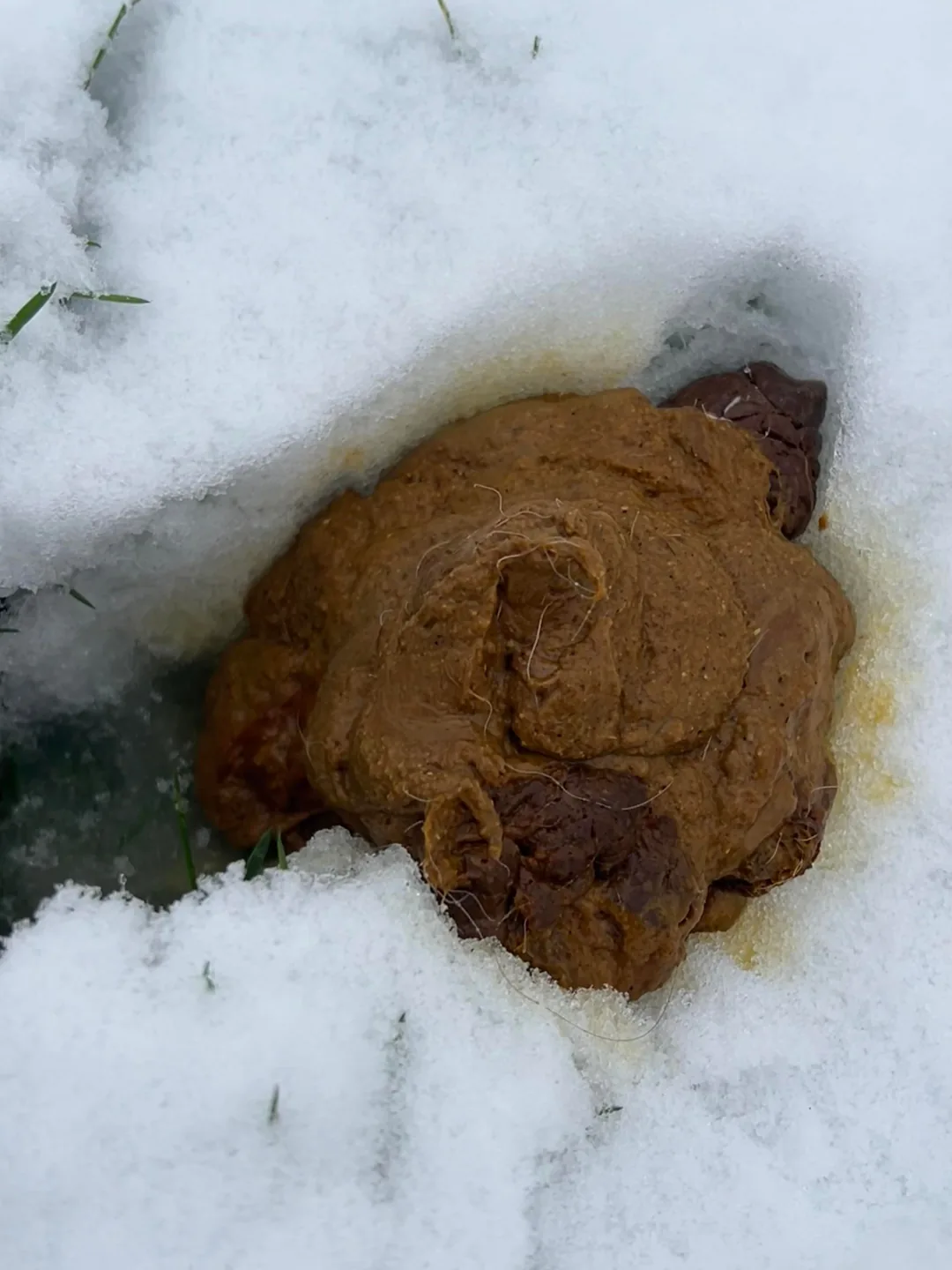 Loose, diarrheic dog stool, consistency change